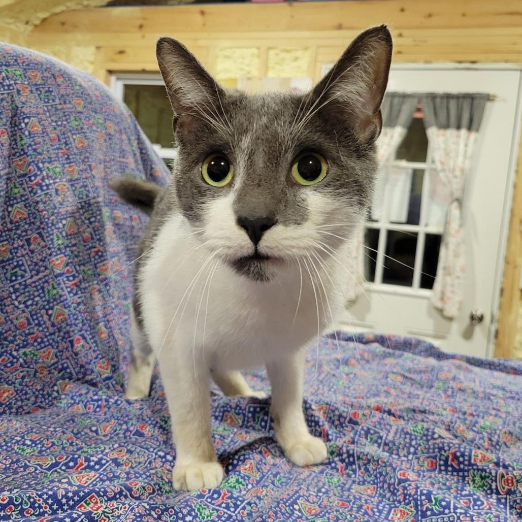 Leo, a Adoptable Domestic Short Hair in Park Falls, WI image 4/4