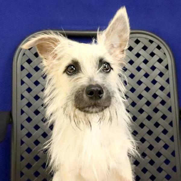 Mars, Adoptable, Adult Male Terrier.