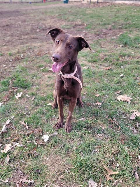 LOLA, Adoptable, Adult Female German Shepherd Dog & Labrador Retriever.