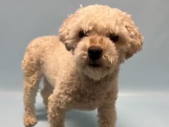 Enlarge Zylo, a Adoptable mixed breed in Golden Valley, MN image 1/1