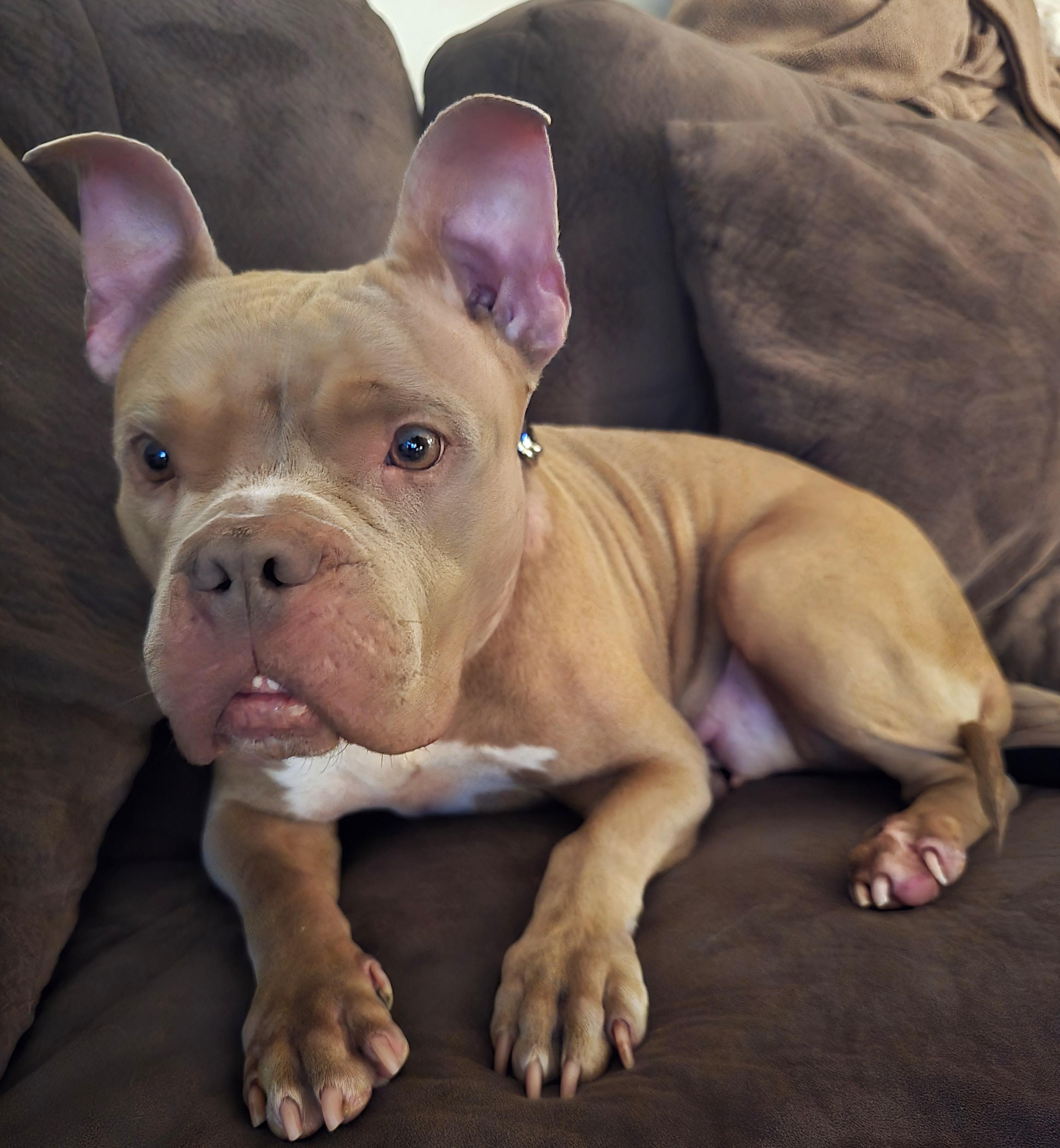 Sammey, adoptable, Adult Female American Bulldog & Mixed Breed.