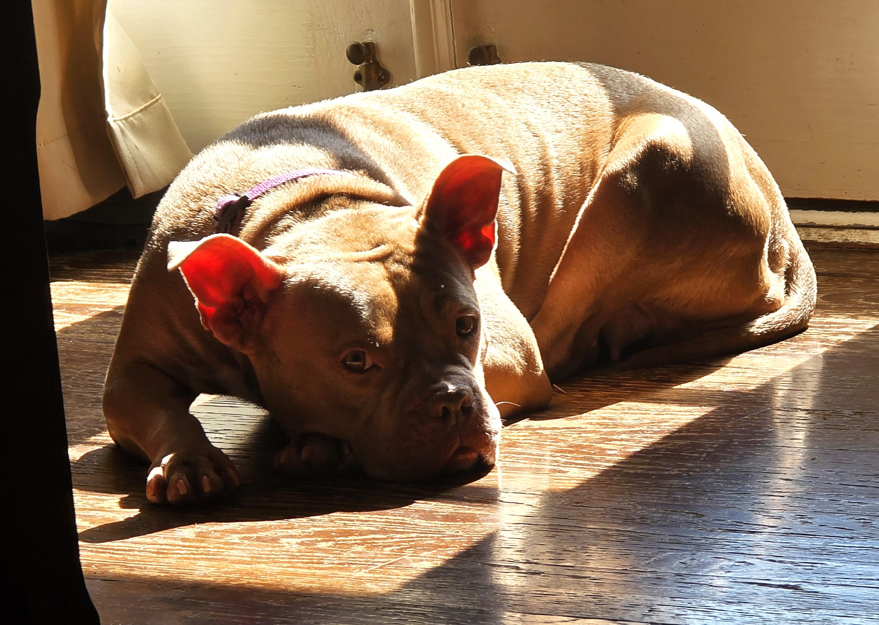 Sammey, an adoptable mixed breed in Palatine, IL image 5/5