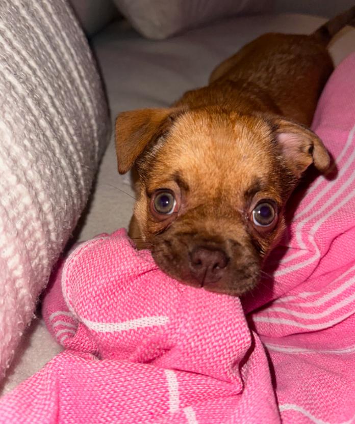 Enlarge Lucy , a ADOPTABLE mixed breed in Los Angeles, CA image 4/5