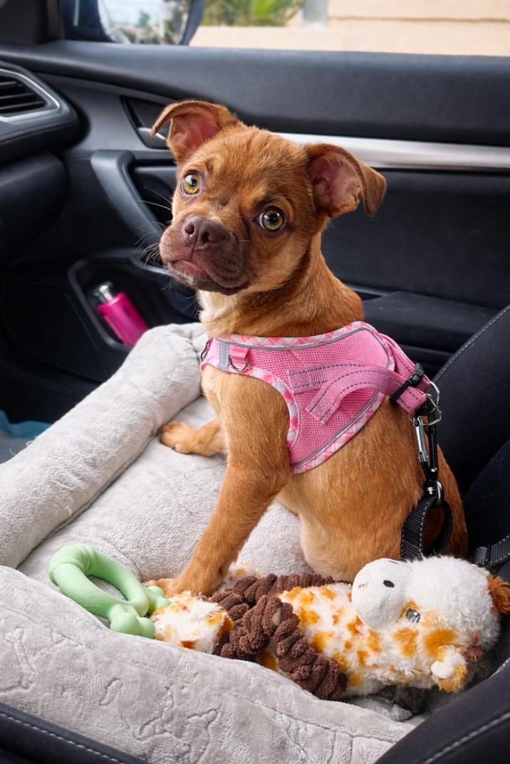 Enlarge Lucy , a ADOPTABLE mixed breed in Los Angeles, CA image 5/5