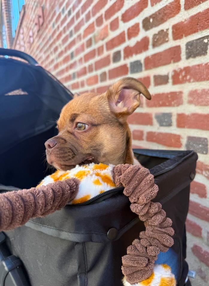 Enlarge Lucy , a ADOPTABLE mixed breed in Los Angeles, CA image 3/5