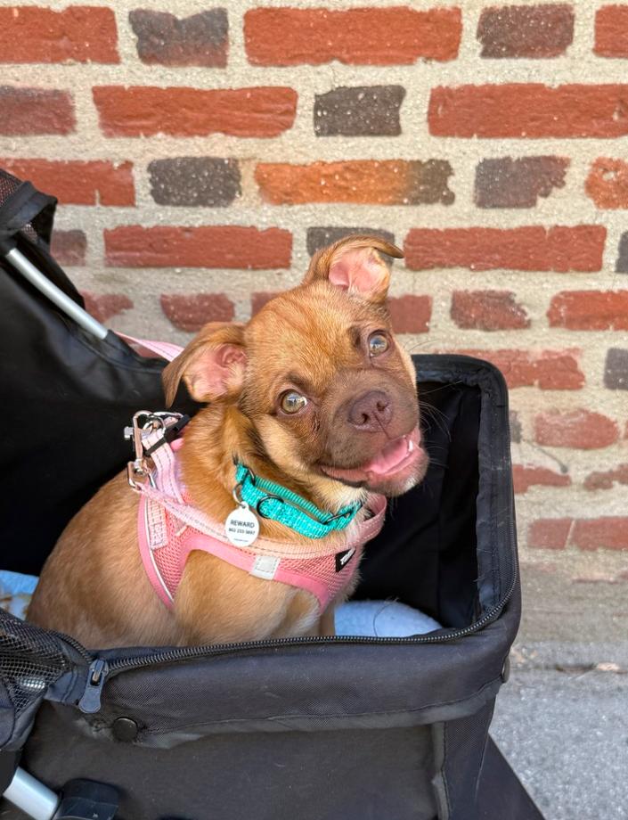 Lucy , ADOPTABLE, Puppy Female Pug & Chihuahua.