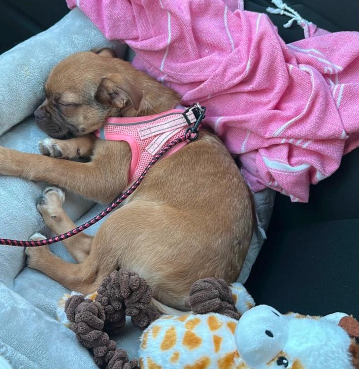 Enlarge Lucy , a ADOPTABLE mixed breed in Los Angeles, CA image 2/5