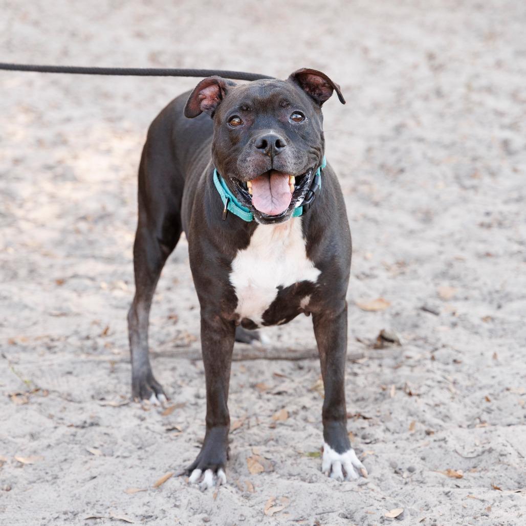 Frank, Adoptable, Senior Male Boxer & Mixed Breed.