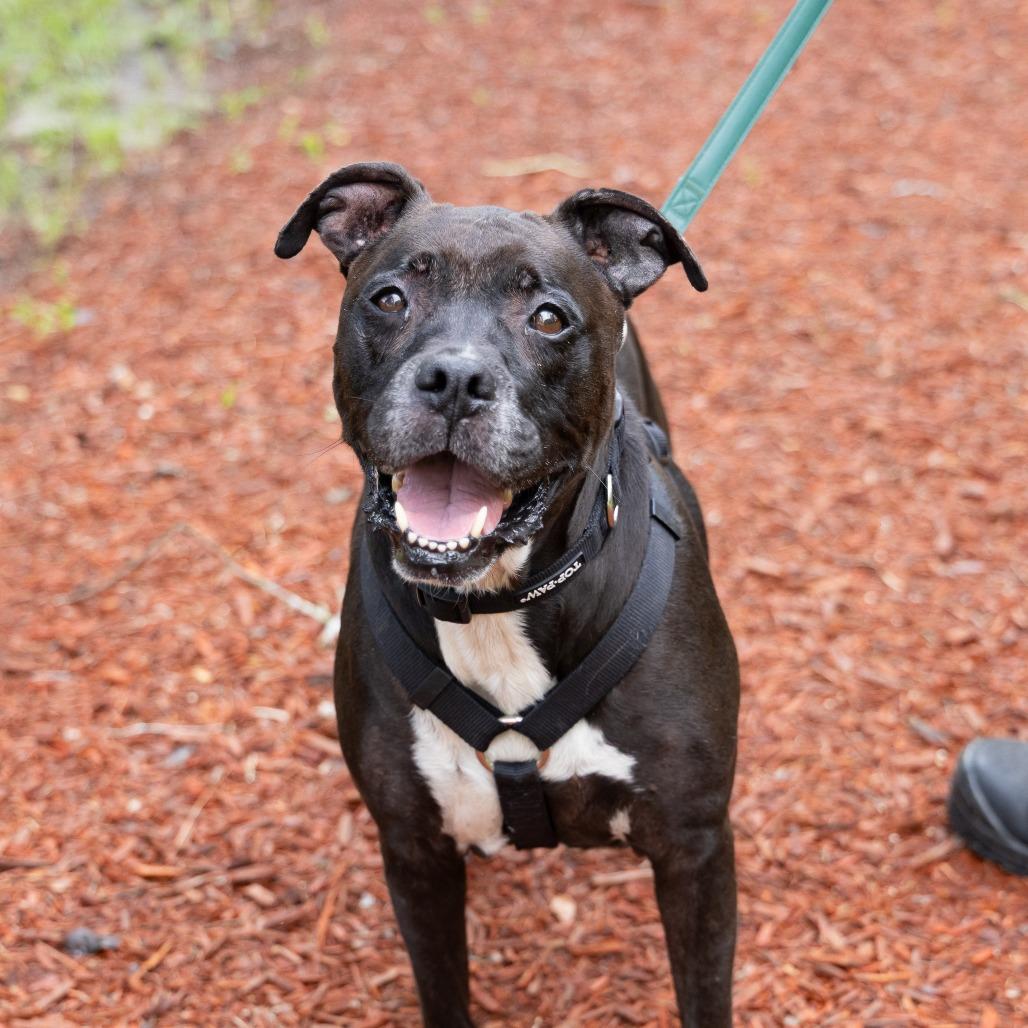Frank, Adoptable, Senior Male Boxer & Mixed Breed.