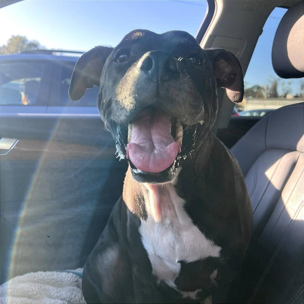 Frank, Adoptable, Senior Male Boxer & Mixed Breed.