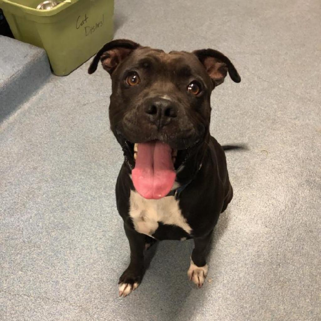 Frank, a Adoptable mixed breed in Gainesville, FL image 4/6