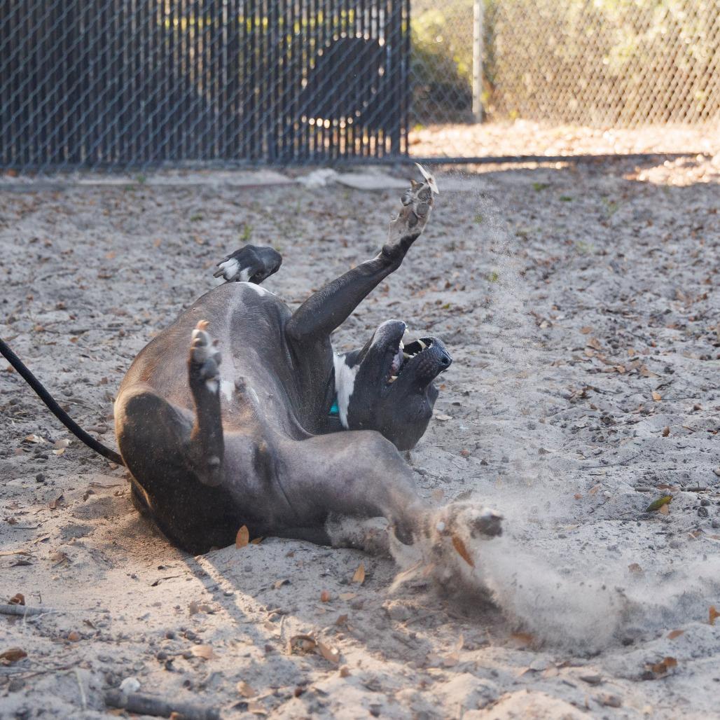 Frank, a Adoptable mixed breed in Gainesville, FL image 5/6