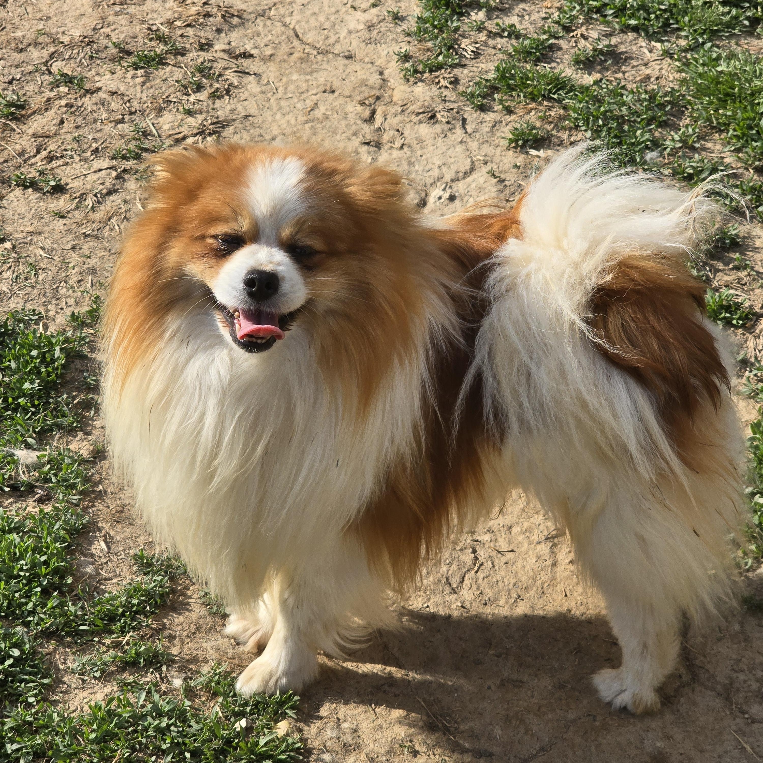 Enlarge Mateo, a Adoptable Pomeranian in Zaleski, OH image 2/2