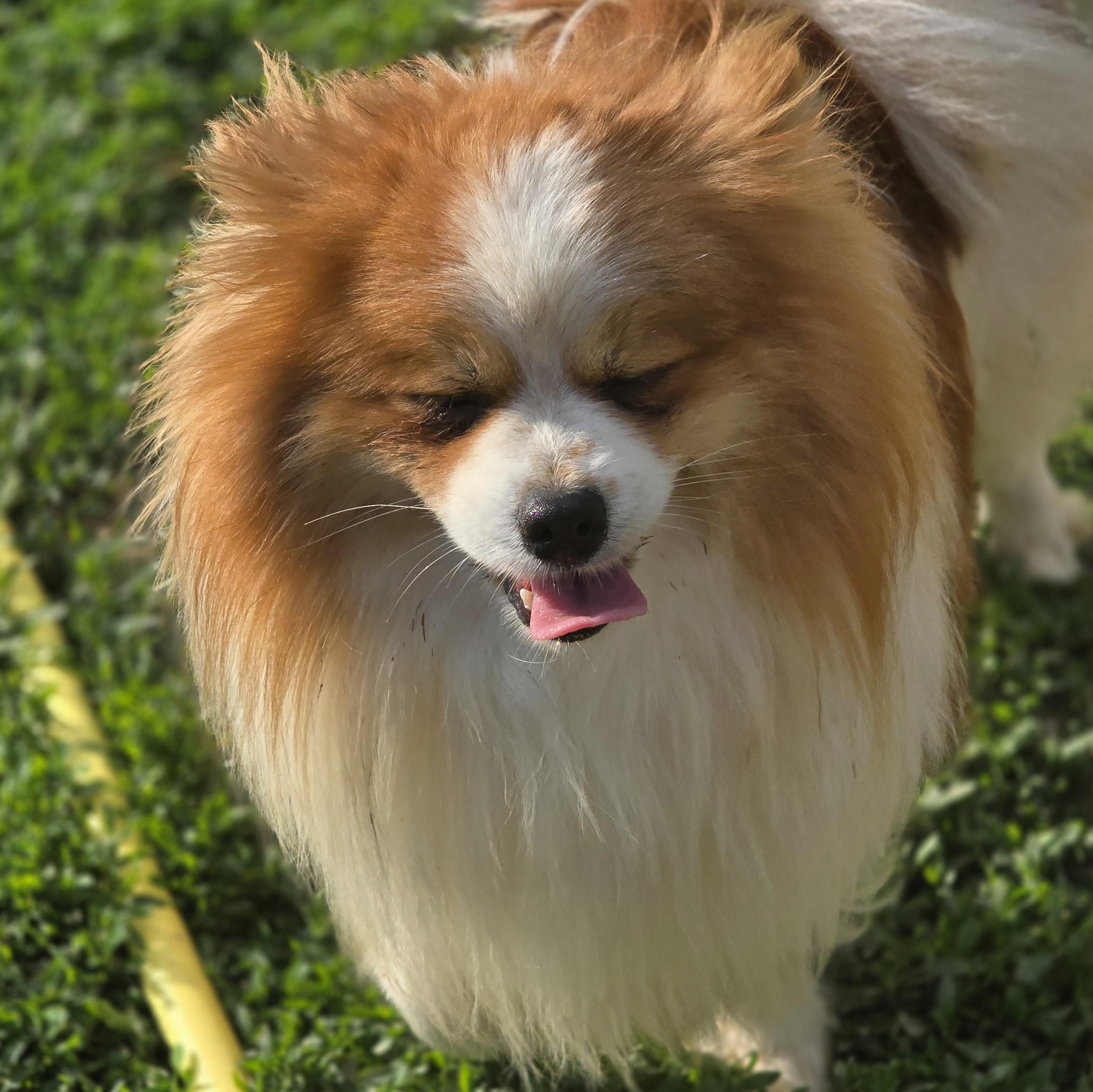 Enlarge Mateo, a Adoptable Pomeranian in Zaleski, OH image 1/2