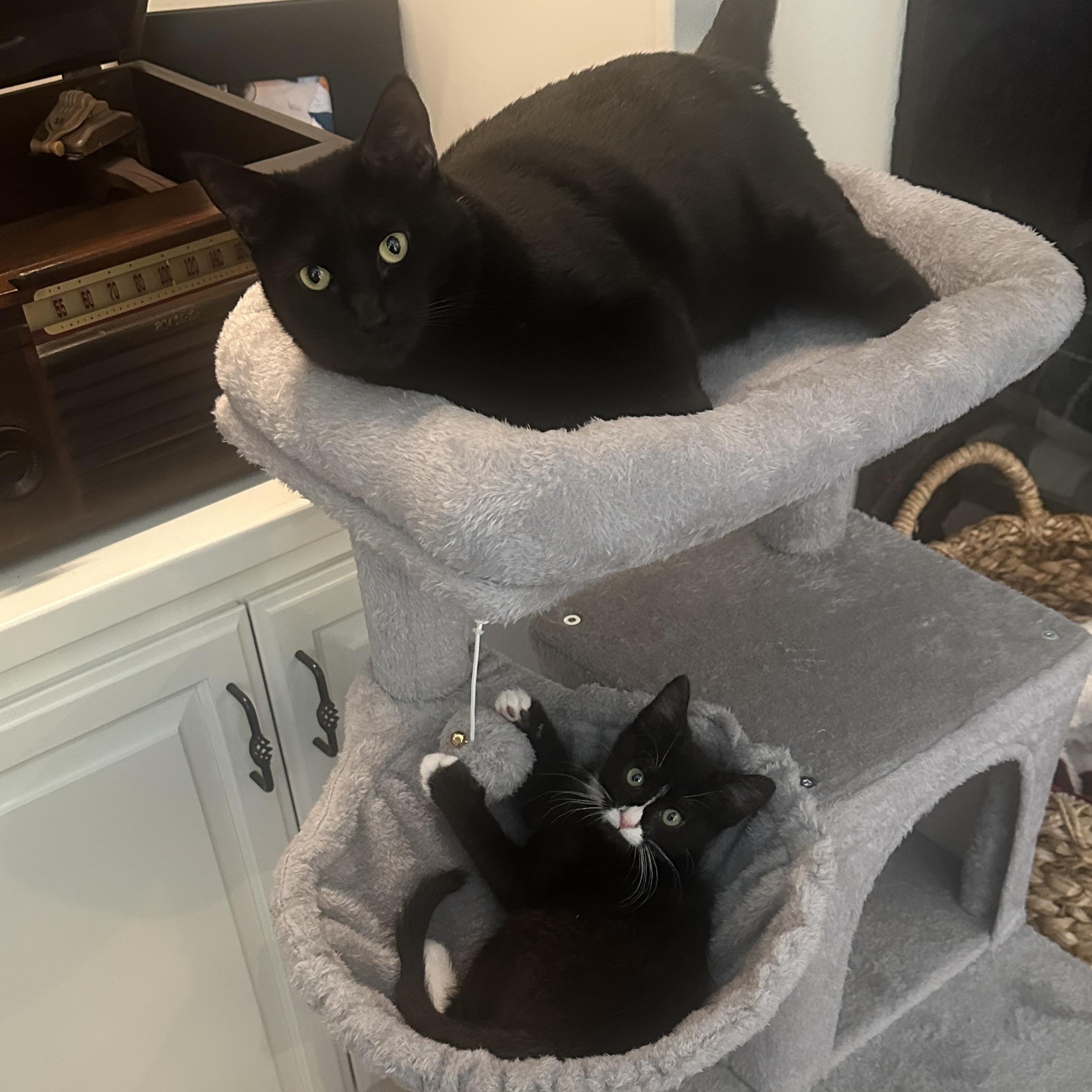 Sylvester, a Adoptable Tuxedo in Sacramento, CA image 4/6