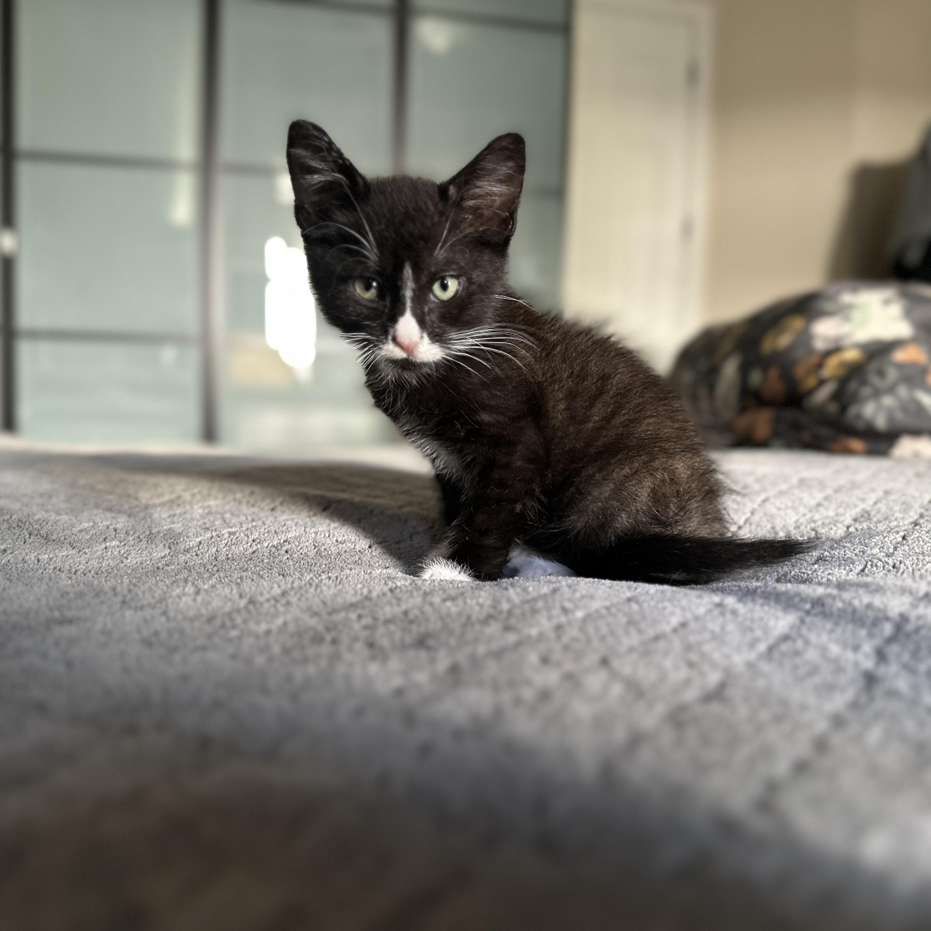 Sylvester, a Adoptable Tuxedo in Sacramento, CA image 3/6