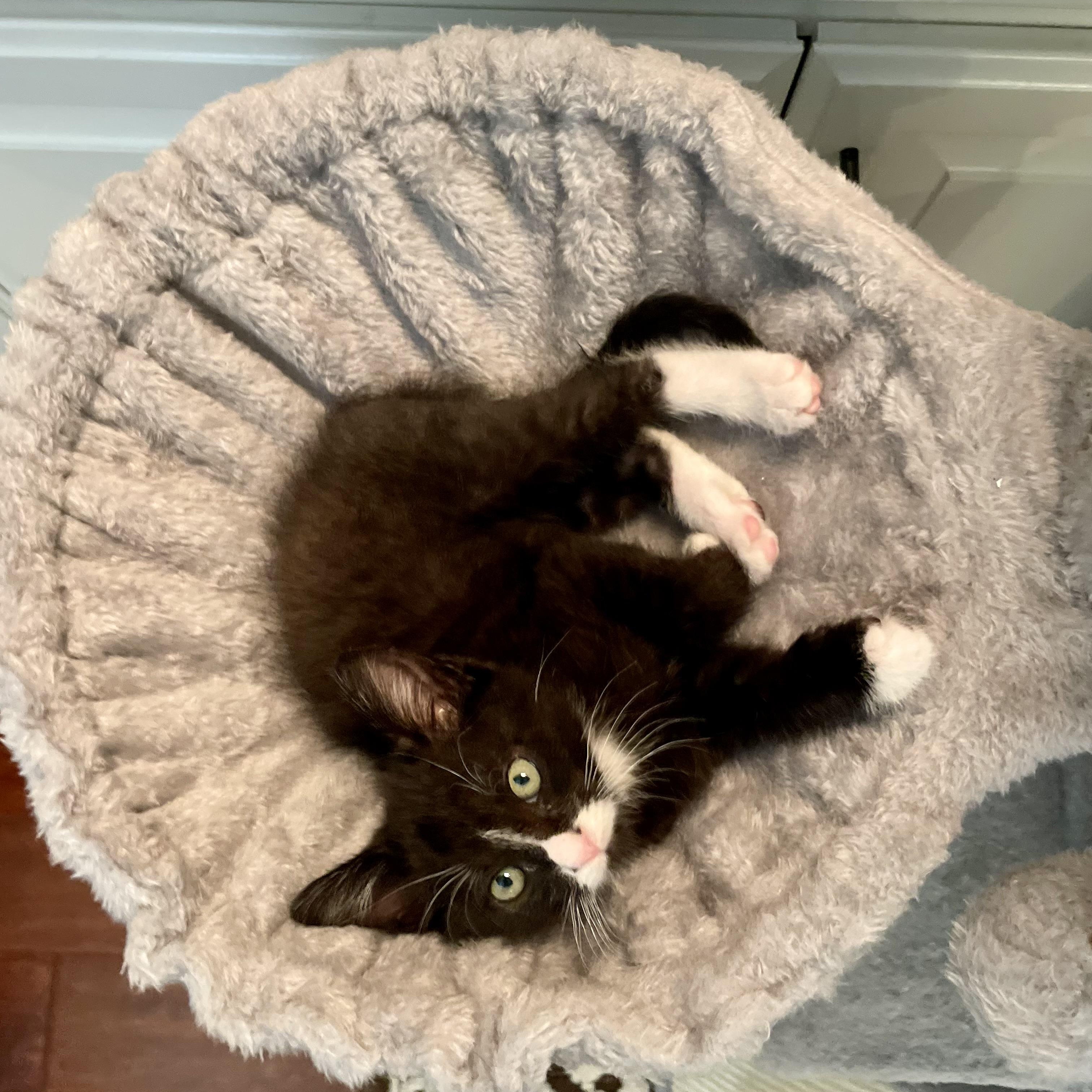 Sylvester, Adoptable, Kitten Male Tuxedo.