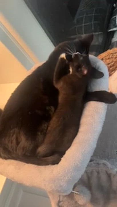 Enlarge Sylvester, a Adoptable Tuxedo in Sacramento, CA video 6/6