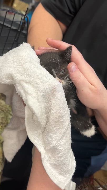 Enlarge Sylvester, a Adoptable Tuxedo in Sacramento, CA video 2/6