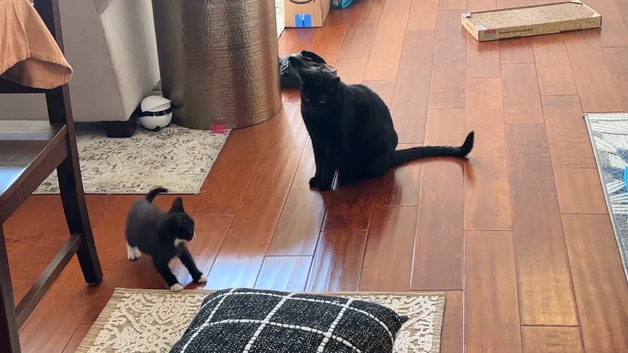 Enlarge Sylvester, a Adoptable Tuxedo in Sacramento, CA video 5/6