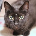 Luna, ADOPTABLE, Adult Female Domestic Short Hair.