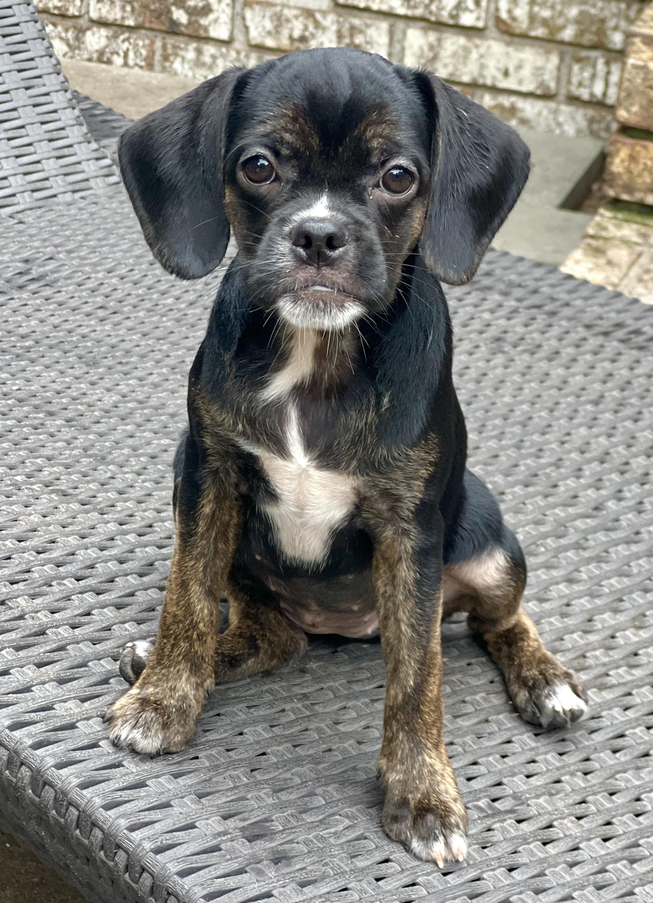 Enlarge Pebbles, a ADOPTABLE mixed breed in Mt Pleasant, SC image 4/4
