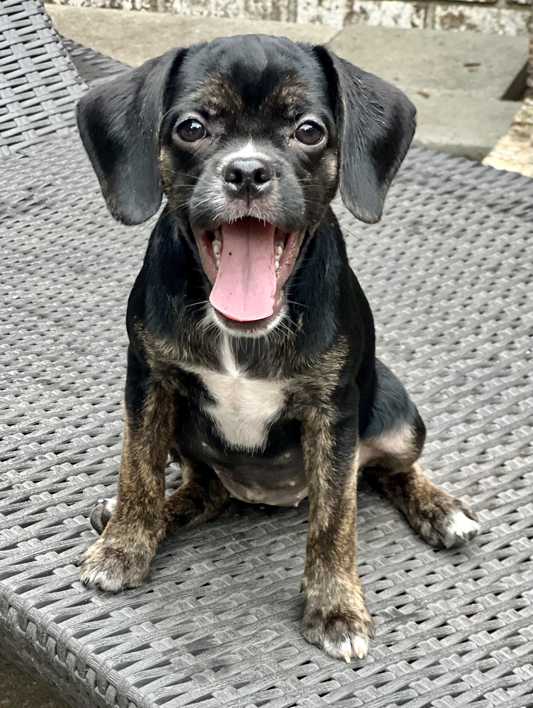 Enlarge Pebbles, a ADOPTABLE mixed breed in Mt Pleasant, SC image 2/4