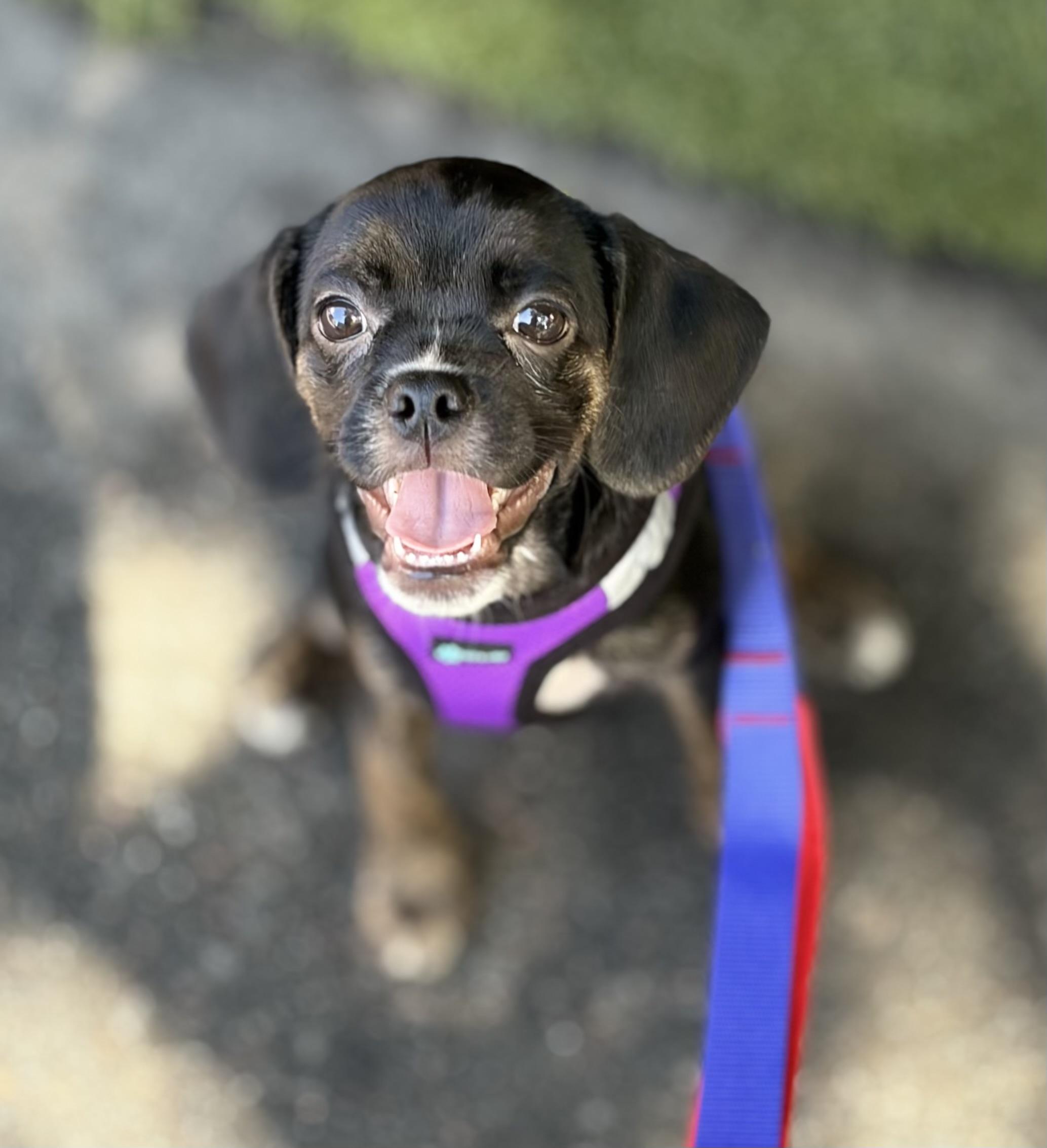 Pebbles, ADOPTABLE, Puppy Female Mixed Breed.