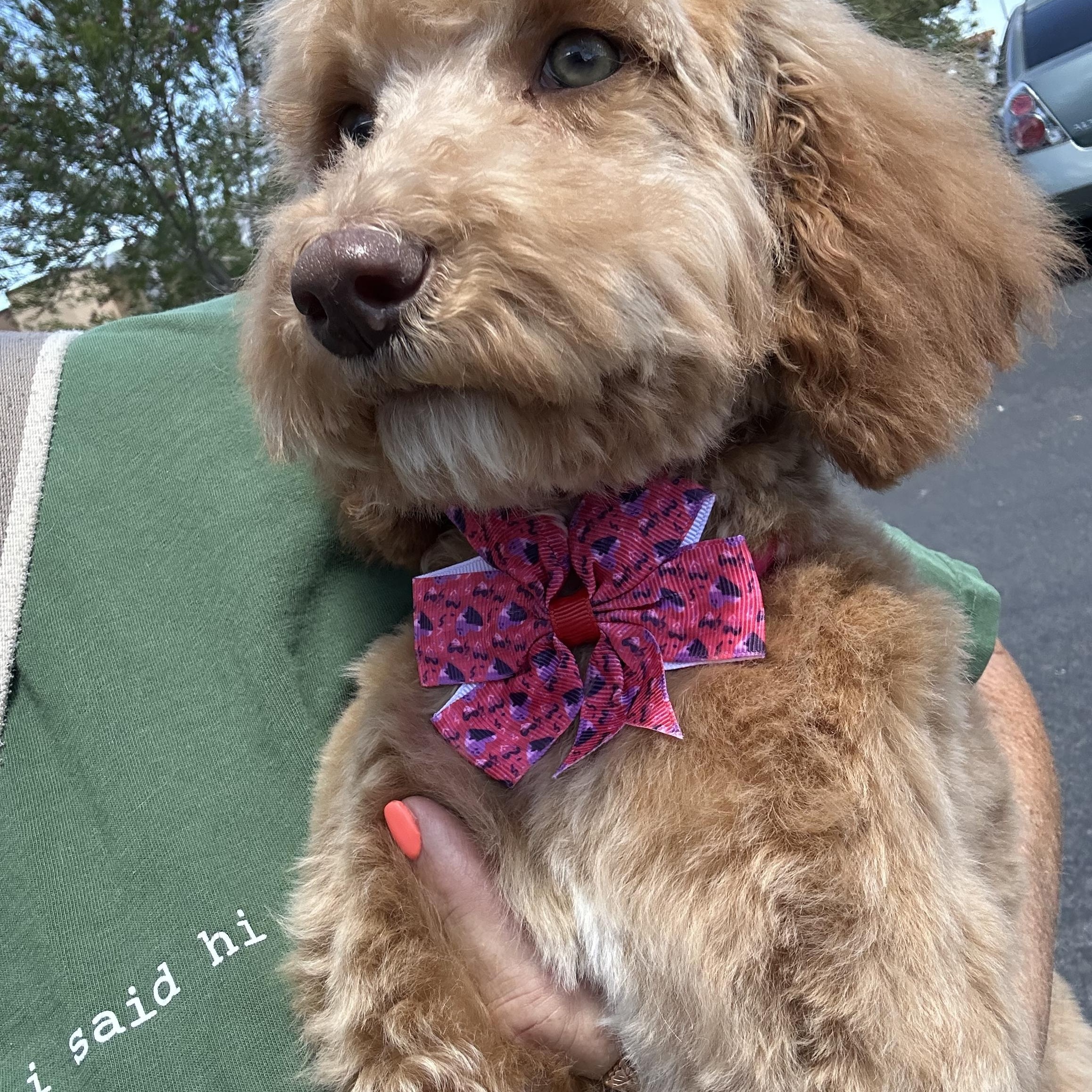 Buttons , a ADOPTABLE Goldendoodle in Las Vegas, NV image 2/5