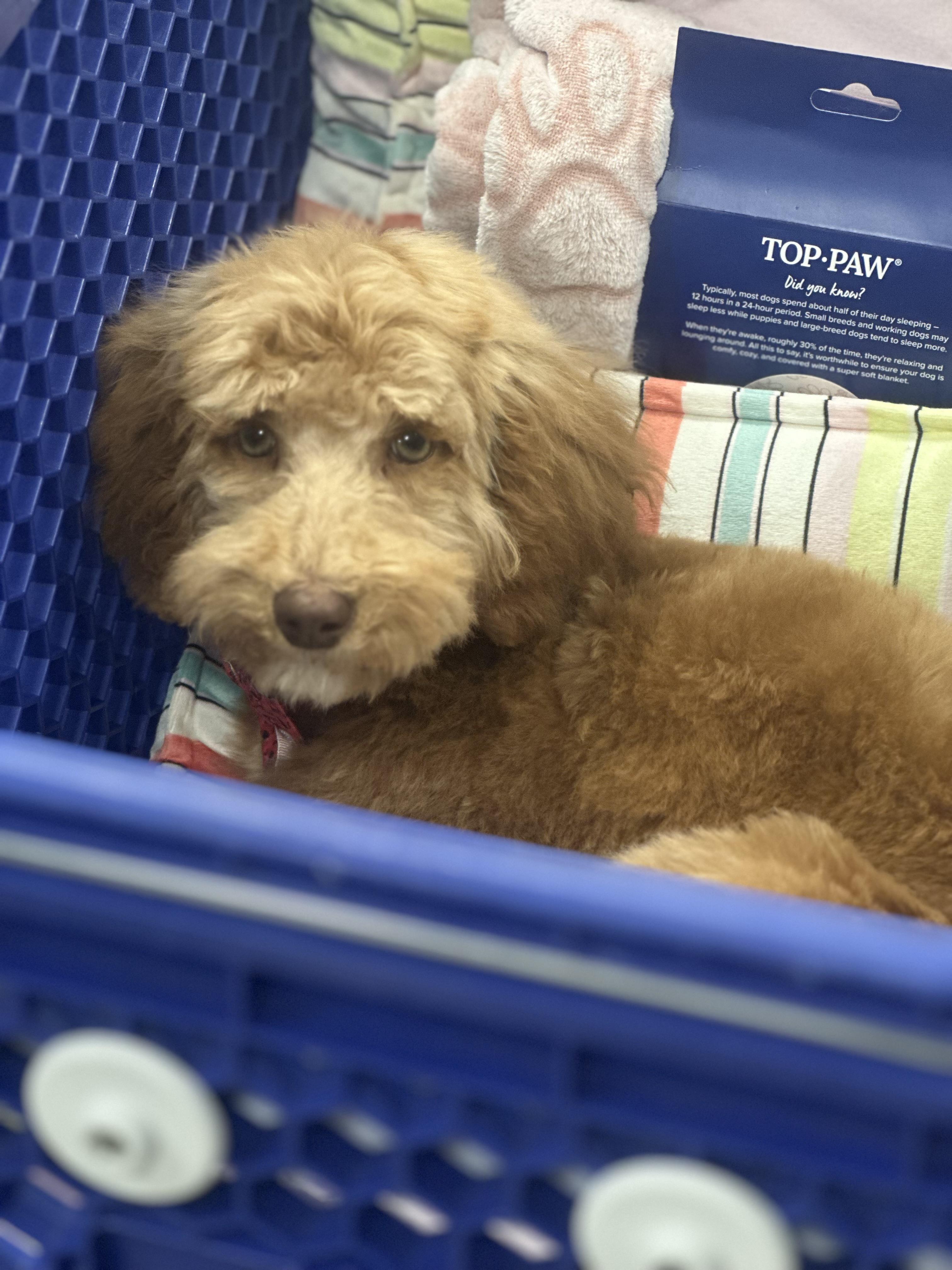 Buttons , a ADOPTABLE Goldendoodle in Las Vegas, NV image 3/5