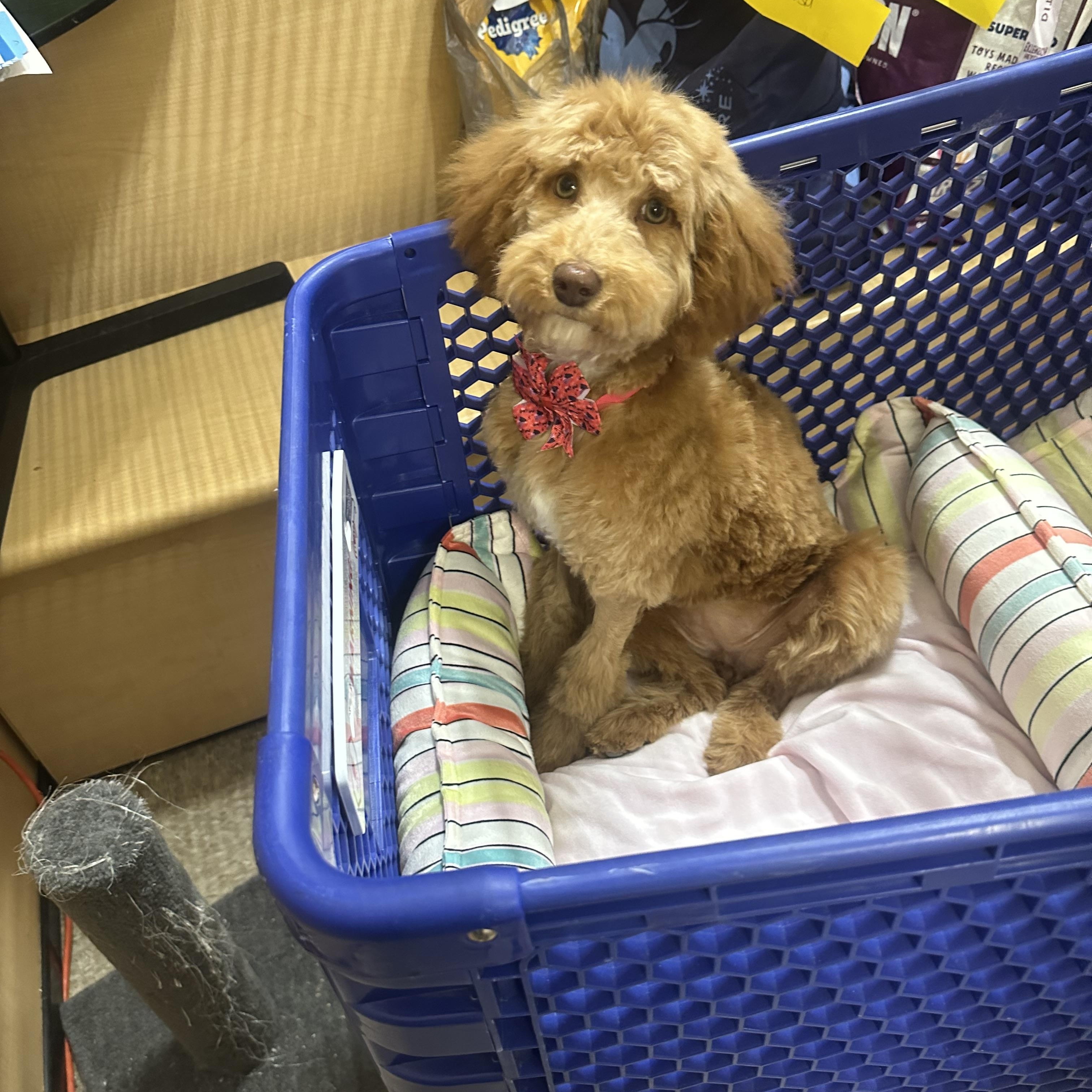Buttons , a ADOPTABLE Goldendoodle in Las Vegas, NV image 4/5