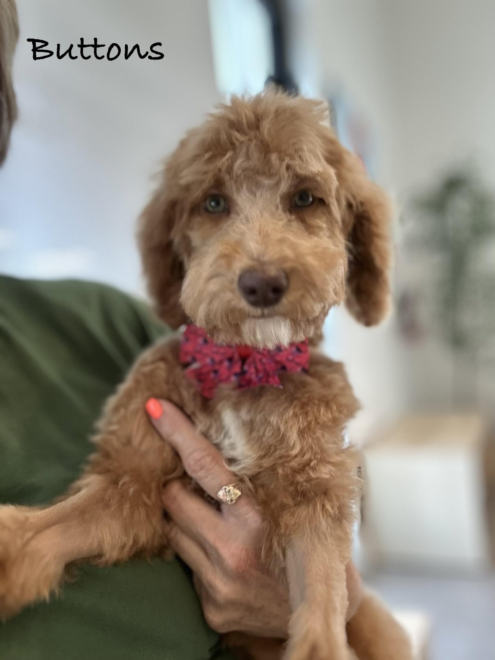 Buttons , ADOPTABLE, Puppy Female Goldendoodle.