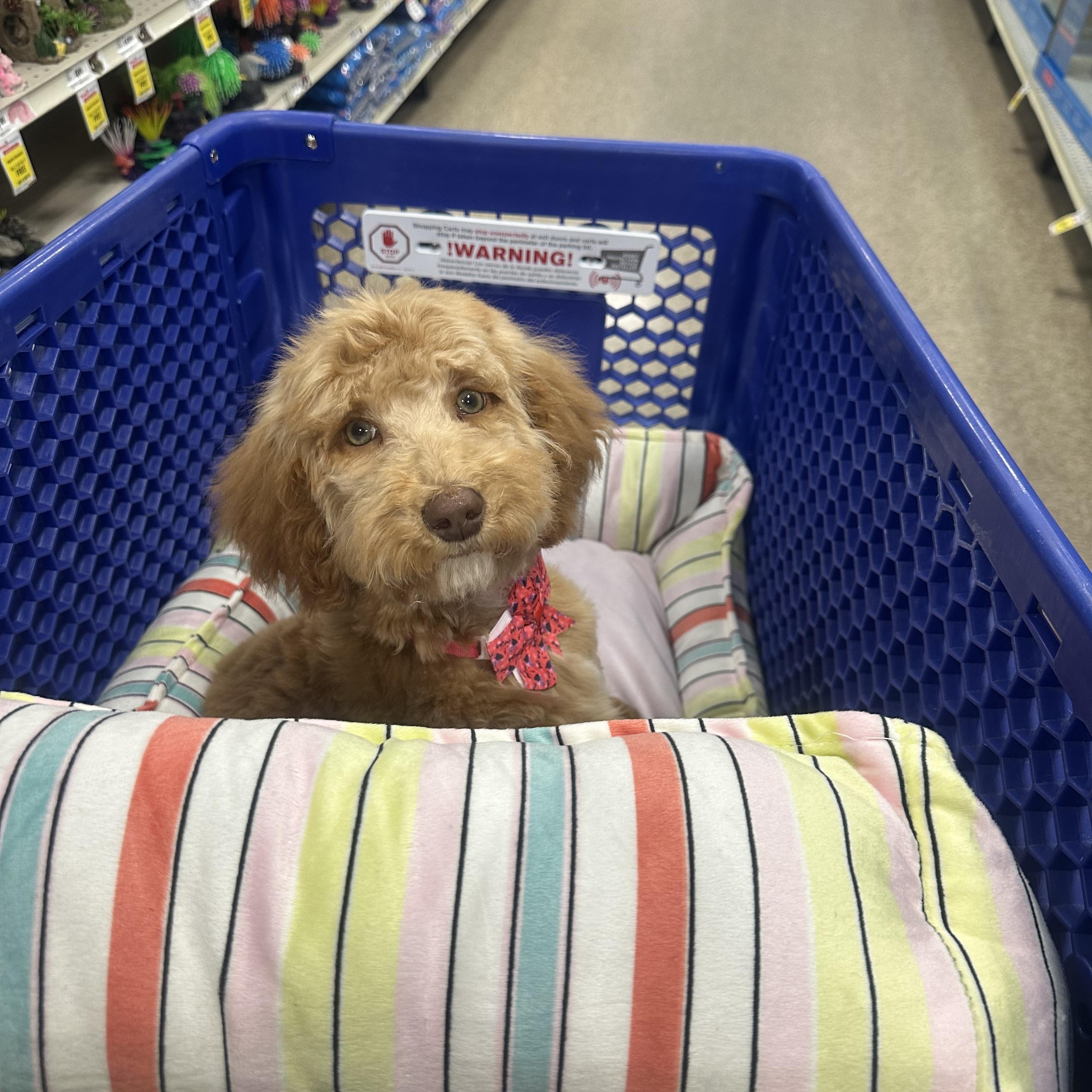 Buttons , a ADOPTABLE Goldendoodle in Las Vegas, NV image 5/5