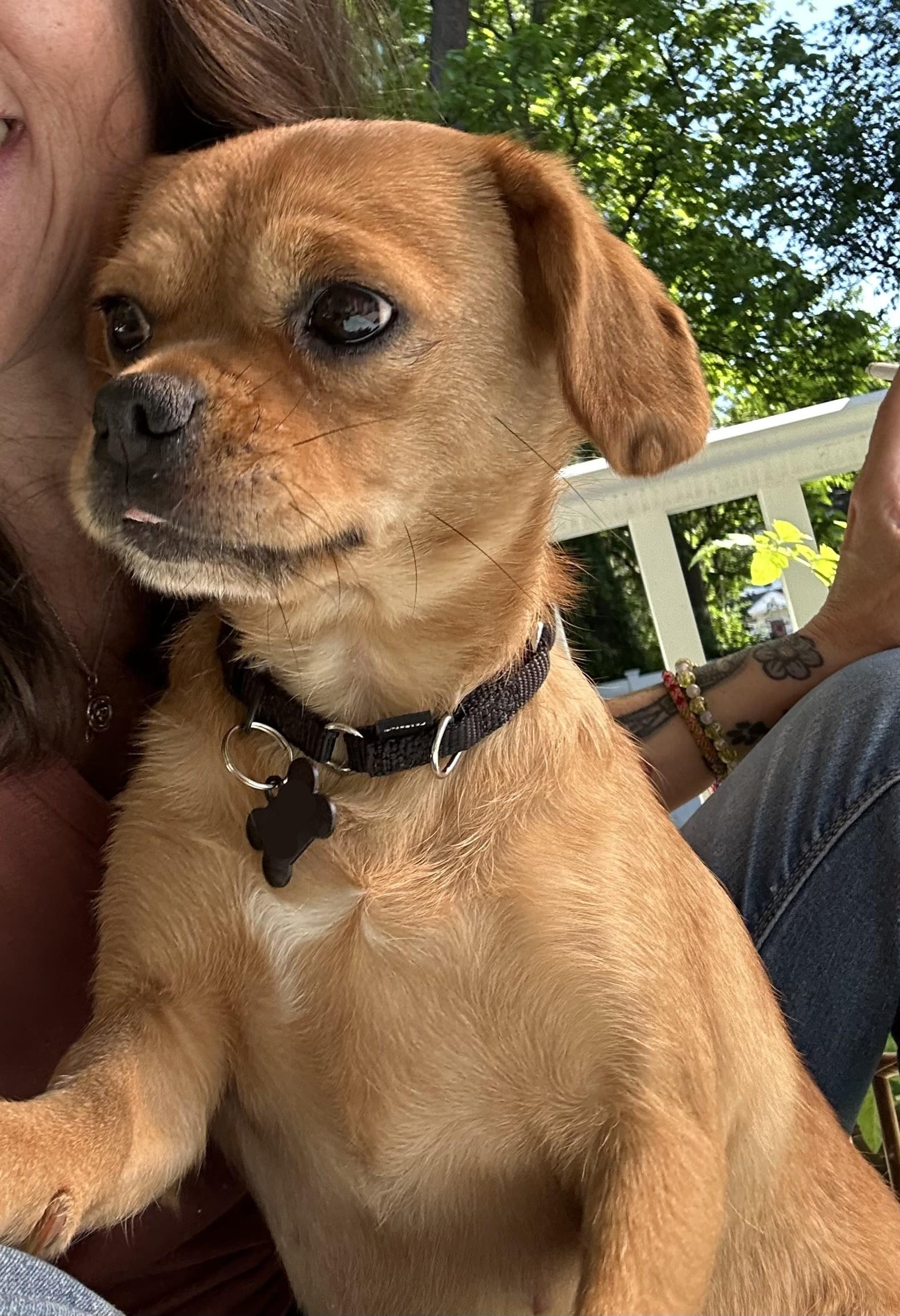 Enlarge Matzoh Ball, a ADOPTABLE mixed breed in Closter, NJ image 4/6