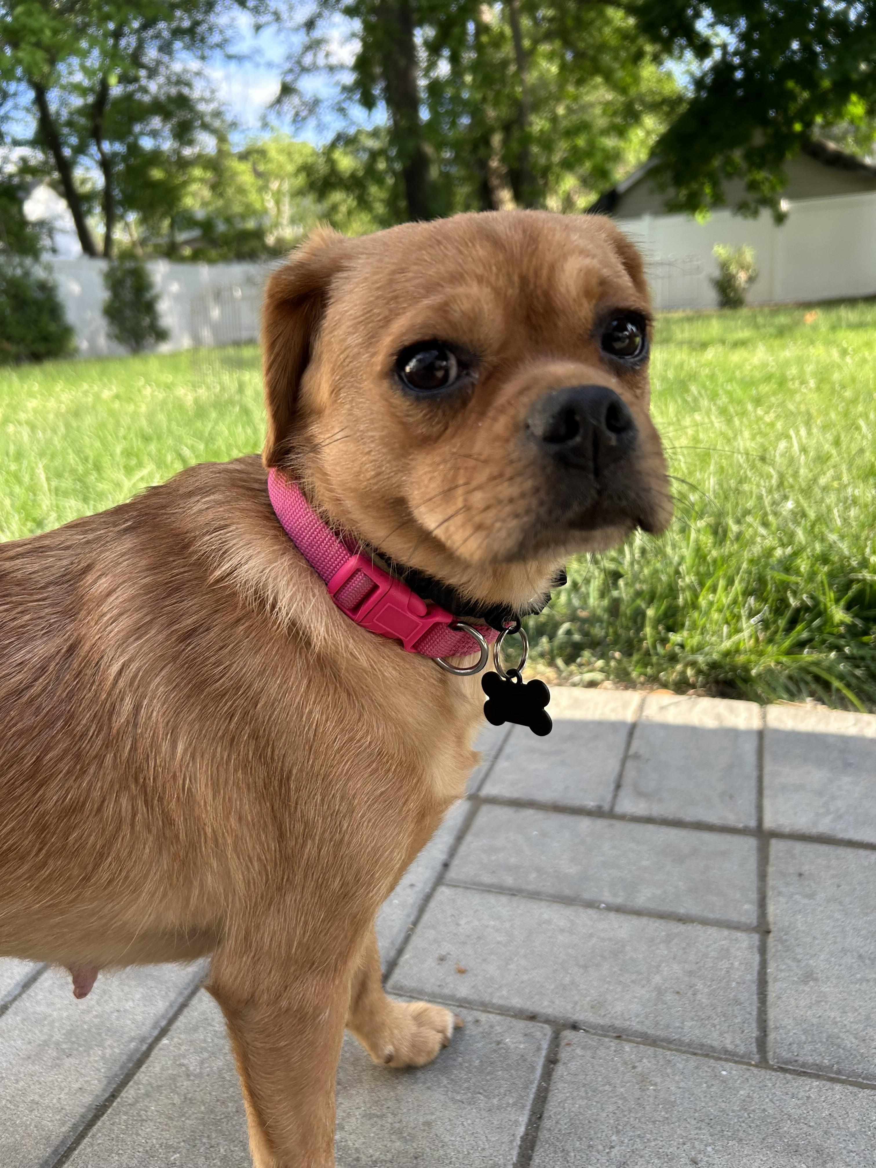 Enlarge Matzoh Ball, a ADOPTABLE mixed breed in Closter, NJ image 1/6