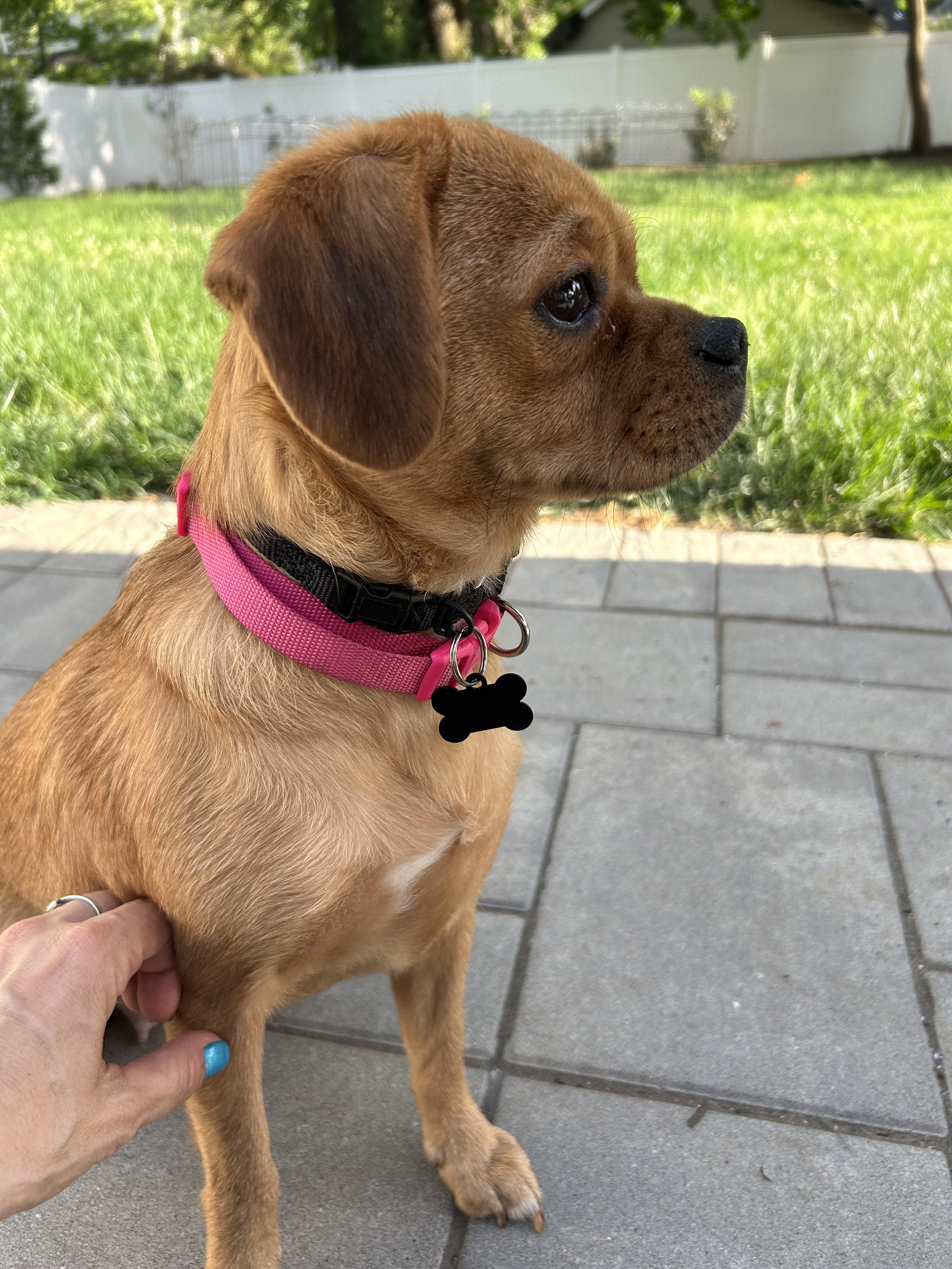 Enlarge Matzoh Ball, a ADOPTABLE mixed breed in Closter, NJ image 3/6