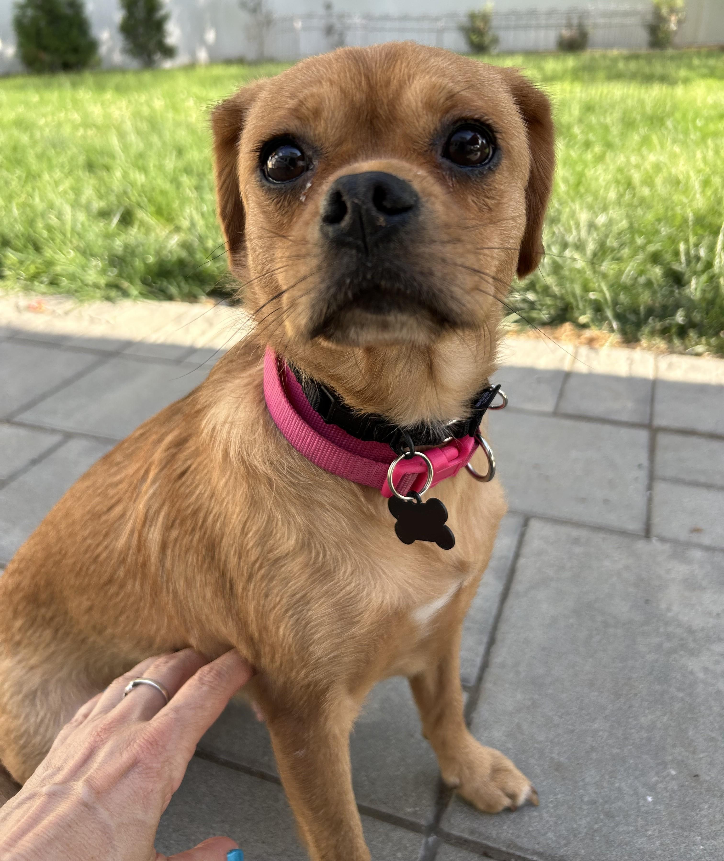 Enlarge Matzoh Ball, a ADOPTABLE mixed breed in Closter, NJ image 6/6