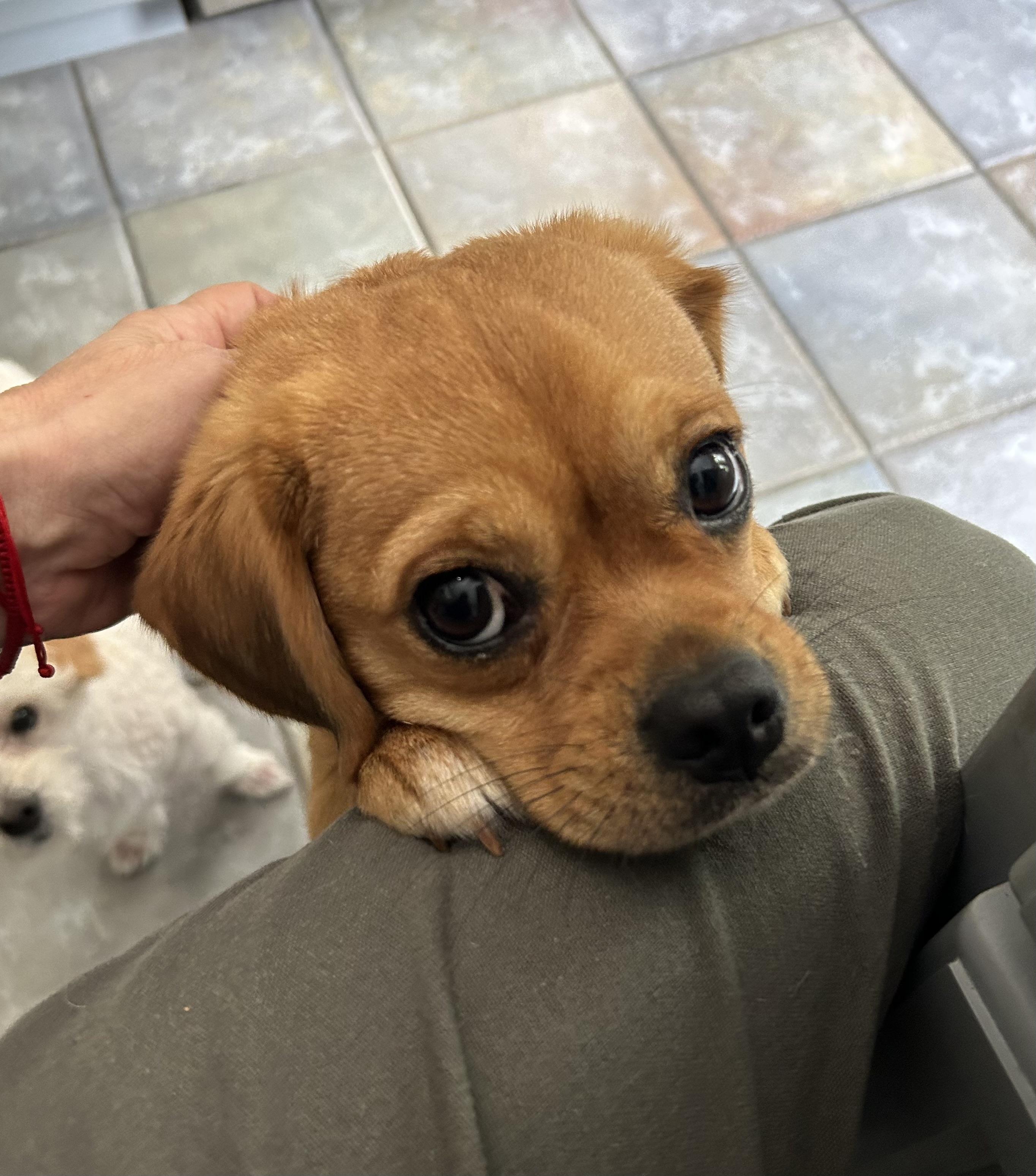 Matzoh Ball, ADOPTABLE, Adult Female Puggle.