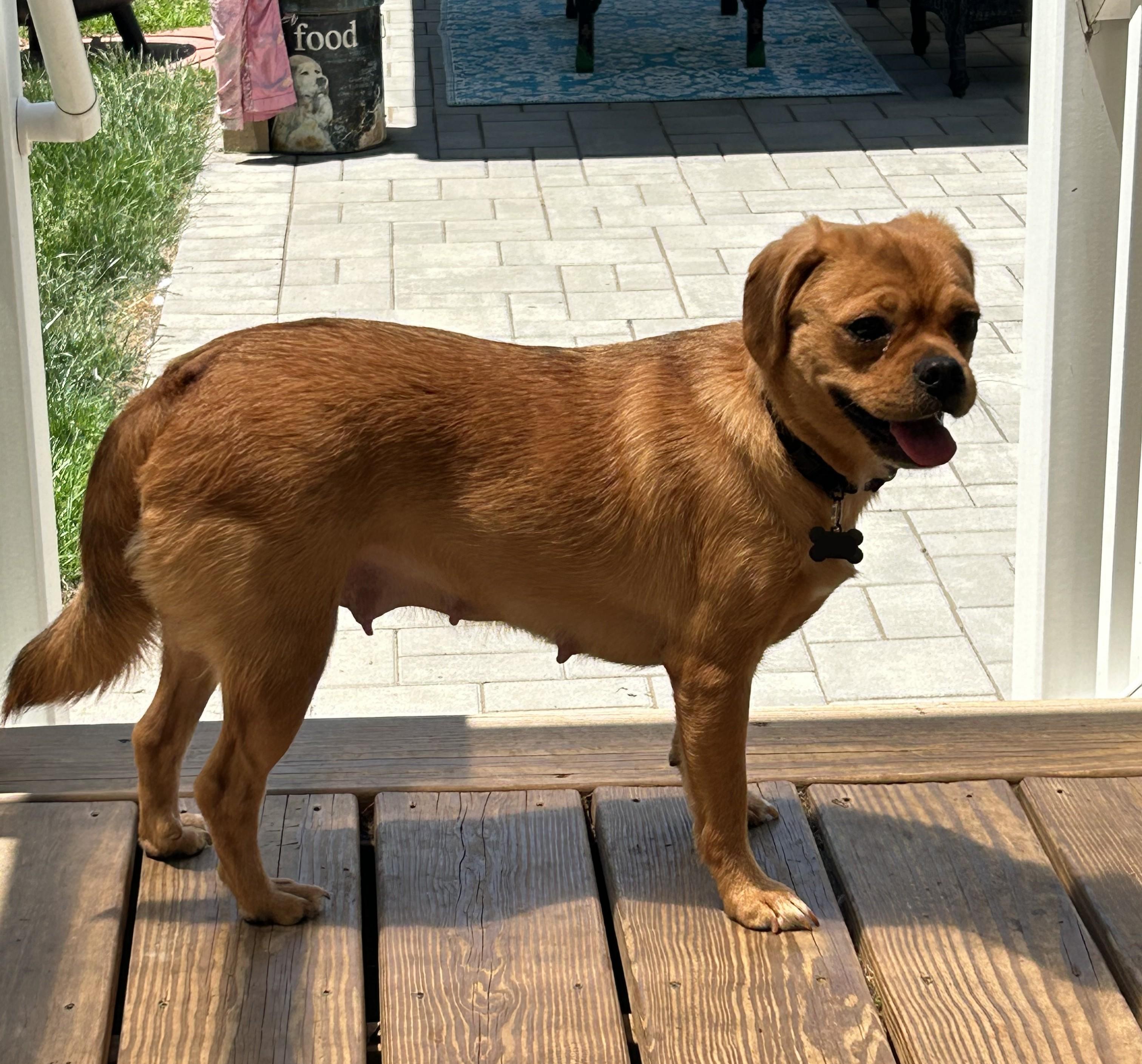Enlarge Matzoh Ball, a ADOPTABLE mixed breed in Closter, NJ image 2/6