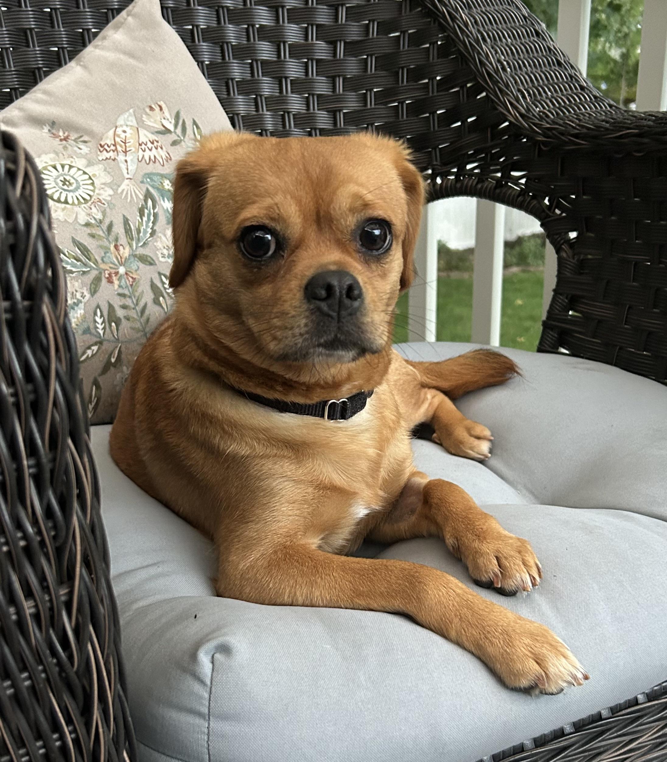 Matzoh Ball, a ADOPTABLE mixed breed in Closter, NJ image 3/5