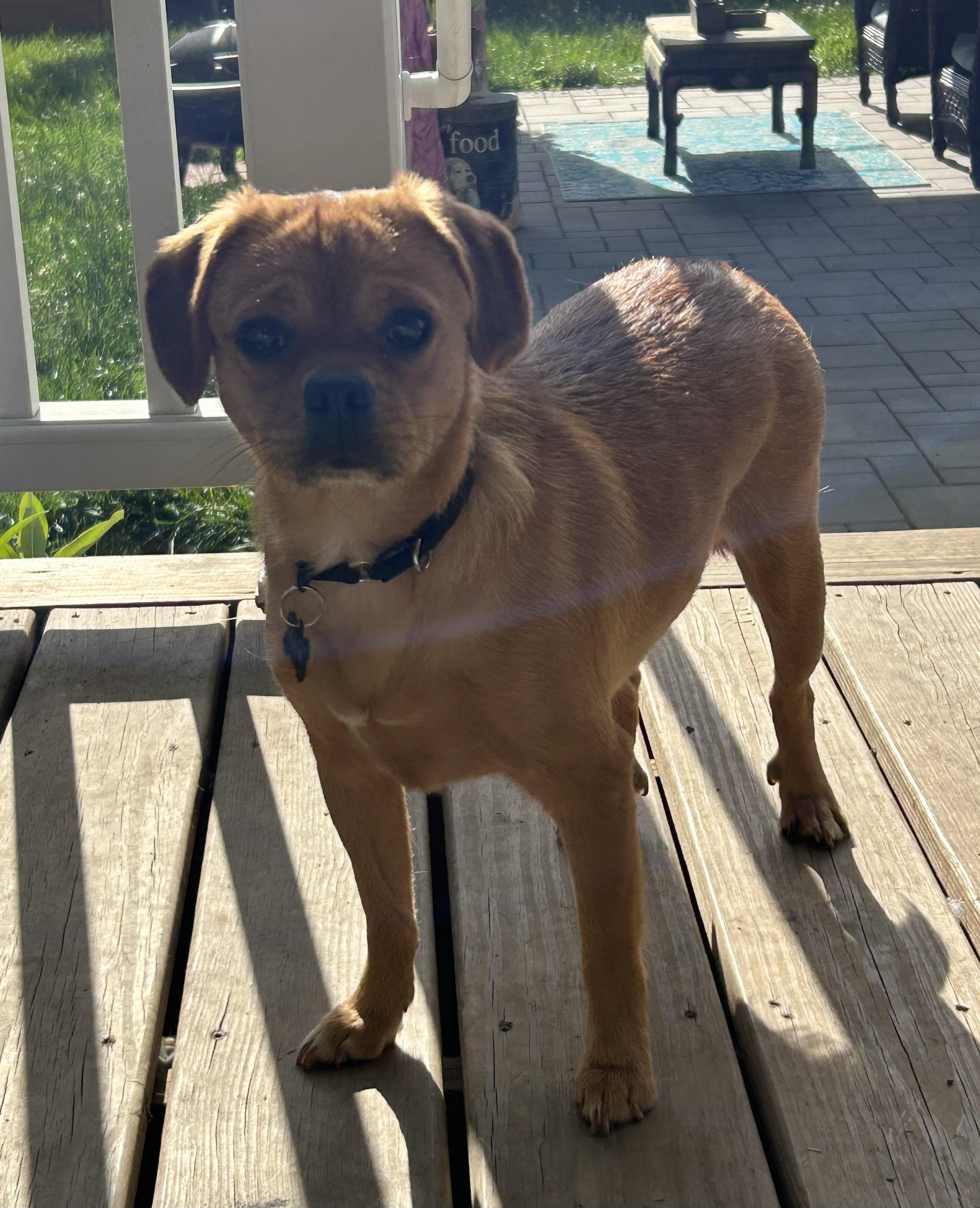Enlarge Matzoh Ball, a ADOPTABLE mixed breed in Closter, NJ image 5/6