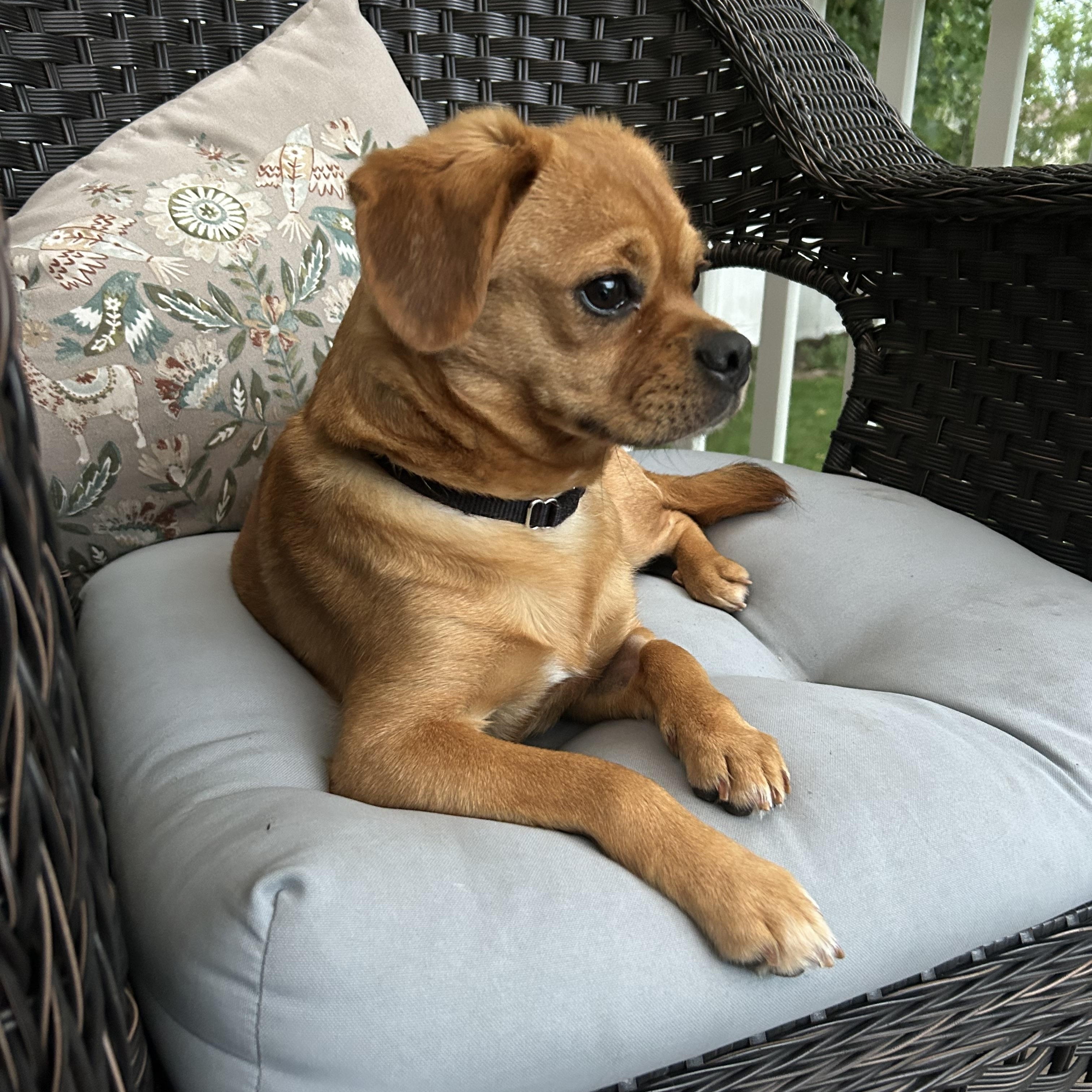 Matzoh Ball, a ADOPTABLE mixed breed in Closter, NJ image 4/5