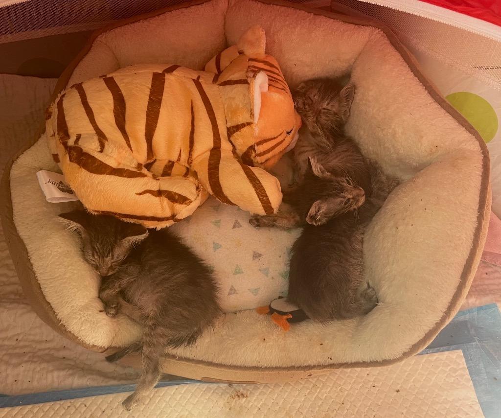 Enlarge Piccolo, a Adoptable mixed breed in Corpus Christi, TX image 1/6