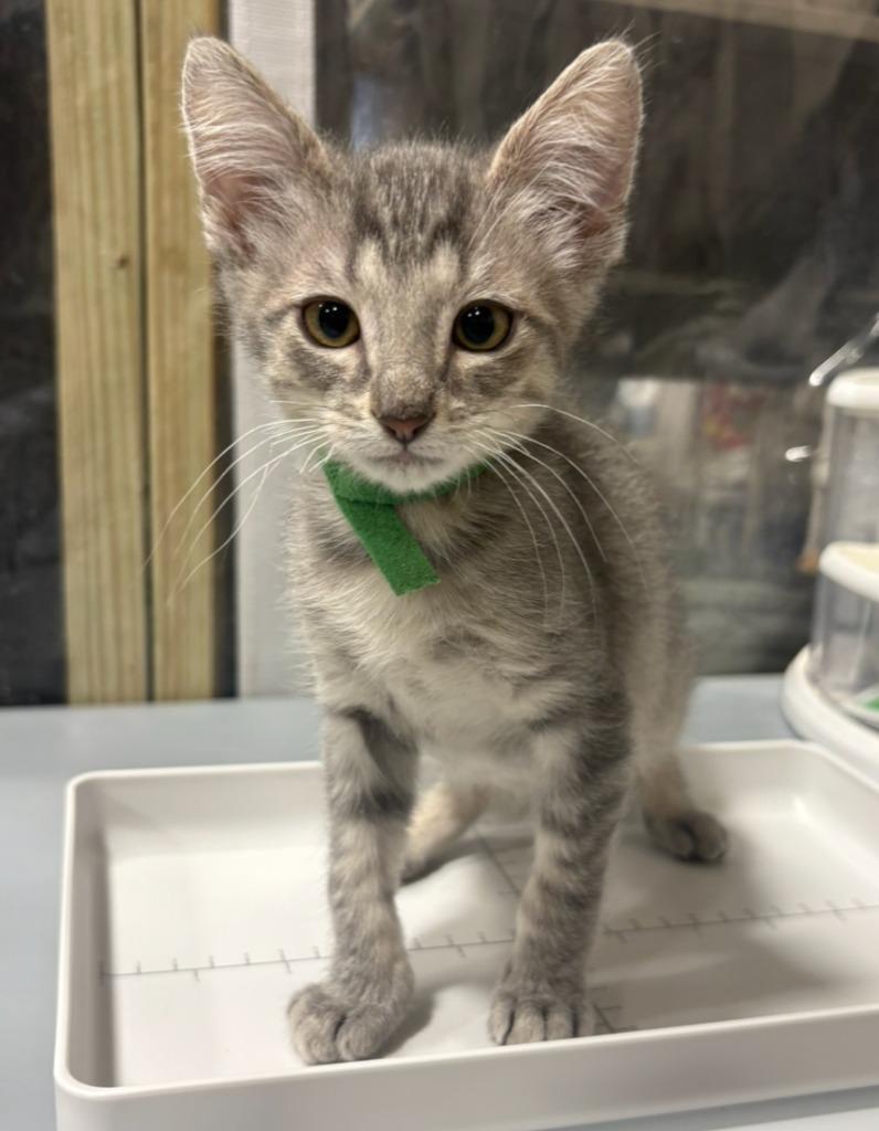 Enlarge Piccolo, a Adoptable mixed breed in Corpus Christi, TX image 2/6