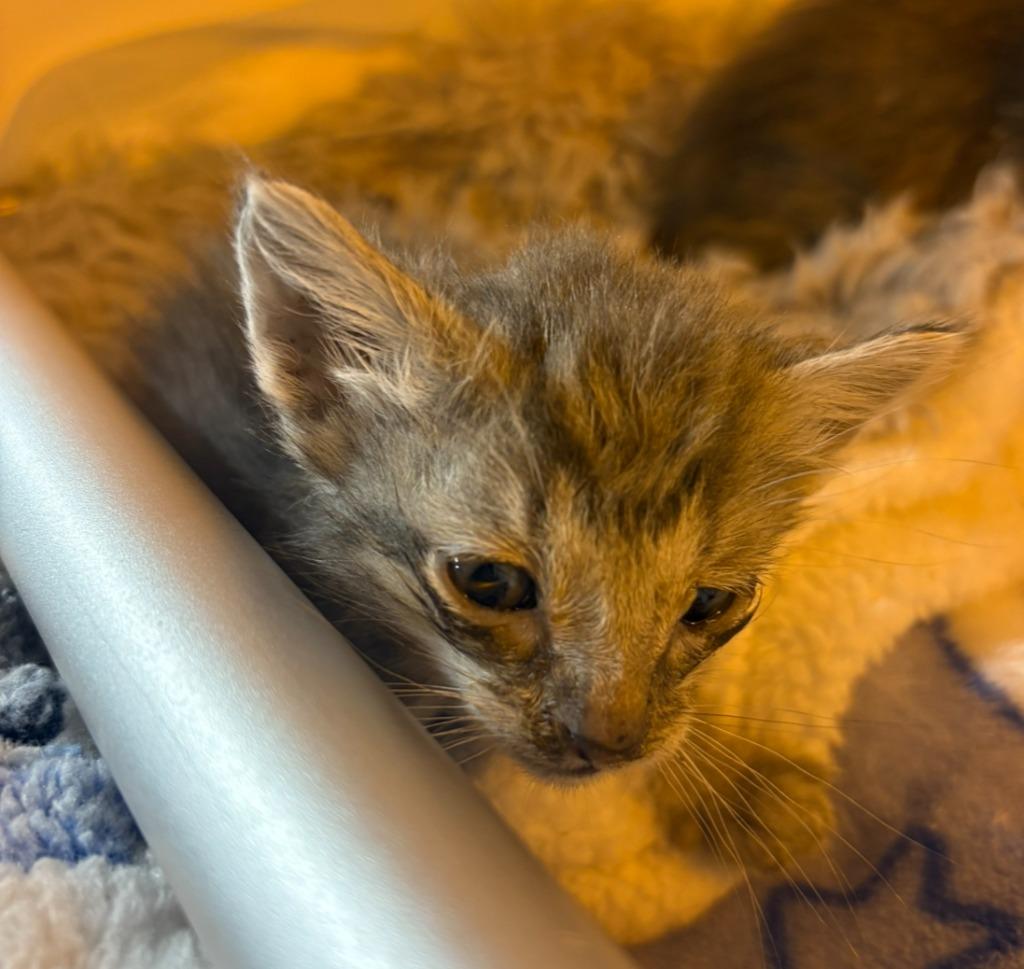 Enlarge Piccolo, a Adoptable mixed breed in Corpus Christi, TX image 3/6