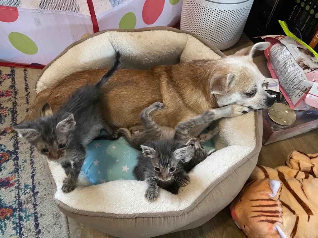 Enlarge Piccolo, a Adoptable mixed breed in Corpus Christi, TX image 4/6