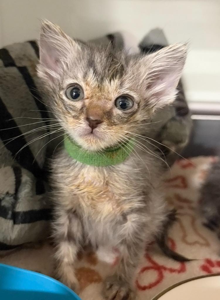 Enlarge Piccolo, a Adoptable mixed breed in Corpus Christi, TX image 5/6