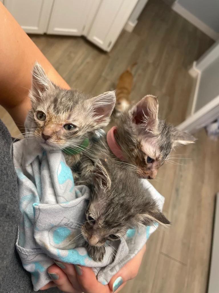 Enlarge Piccolo, a Adoptable mixed breed in Corpus Christi, TX image 6/6