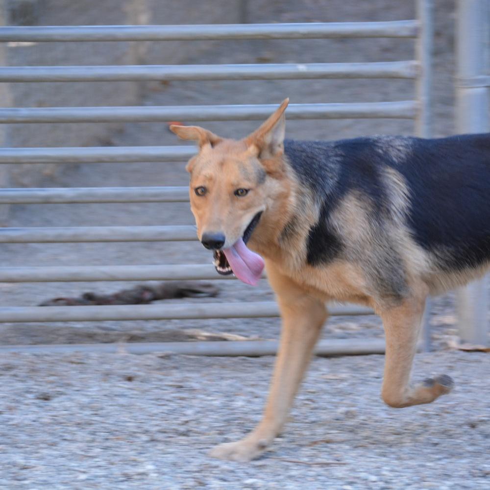 Enlarge Penelope, a Adoptable mixed breed in Ontario, CA image 1/3