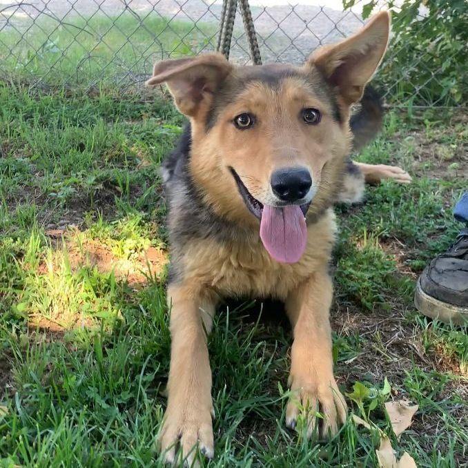 Enlarge Penelope, a Adoptable mixed breed in Ontario, CA image 2/3